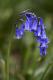 wenallt bluebell