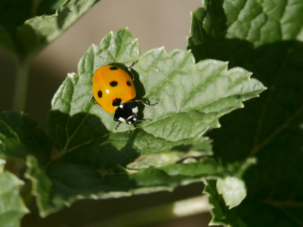 Click image for larger version

Name:	ladybird 1.jpg
Views:	1
Size:	76.4 KB
ID:	2373184
