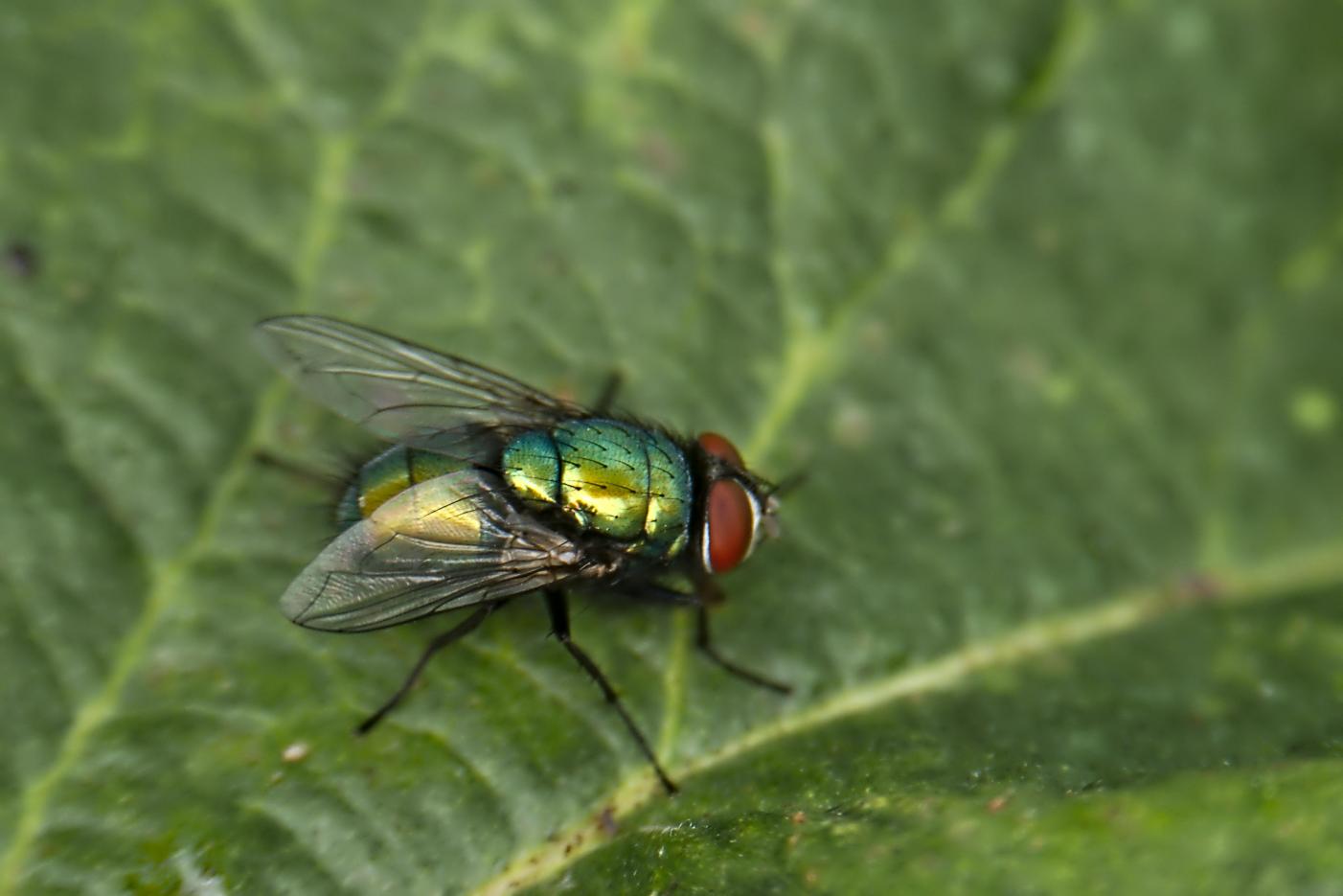 Click image for larger version

Name:	green fly.jpg
Views:	1
Size:	78.6 KB
ID:	2373213