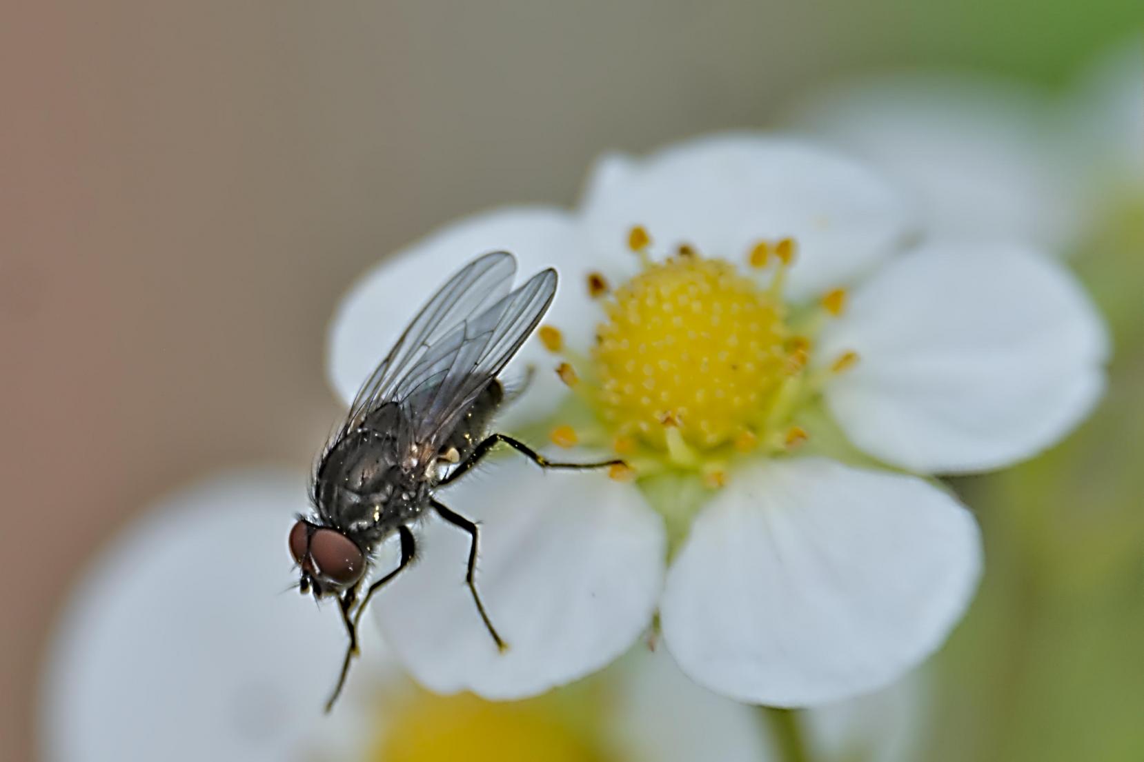 Click image for larger version

Name:	Strawberry  Fly.jpg
Views:	1
Size:	75.0 KB
ID:	2373214