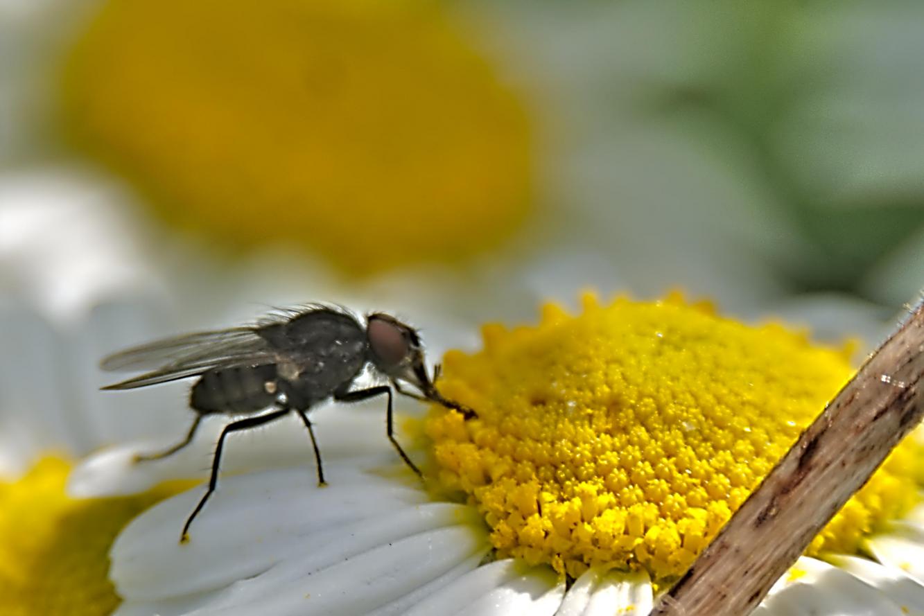 Click image for larger version

Name:	Chamomile Fly 2.jpg
Views:	1
Size:	81.9 KB
ID:	2373215