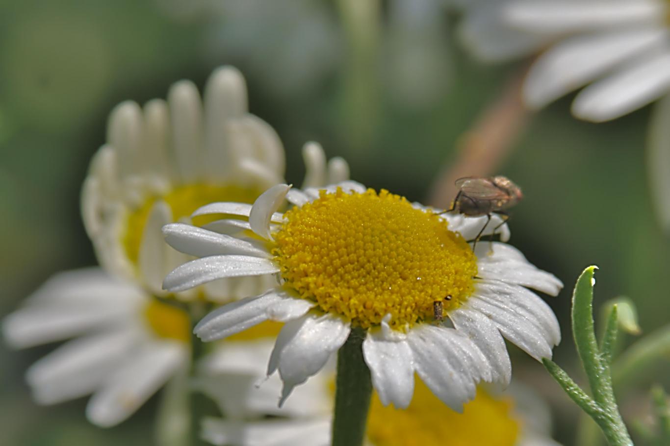 Click image for larger version

Name:	Chamomile Fly 1.jpg
Views:	1
Size:	79.4 KB
ID:	2373216