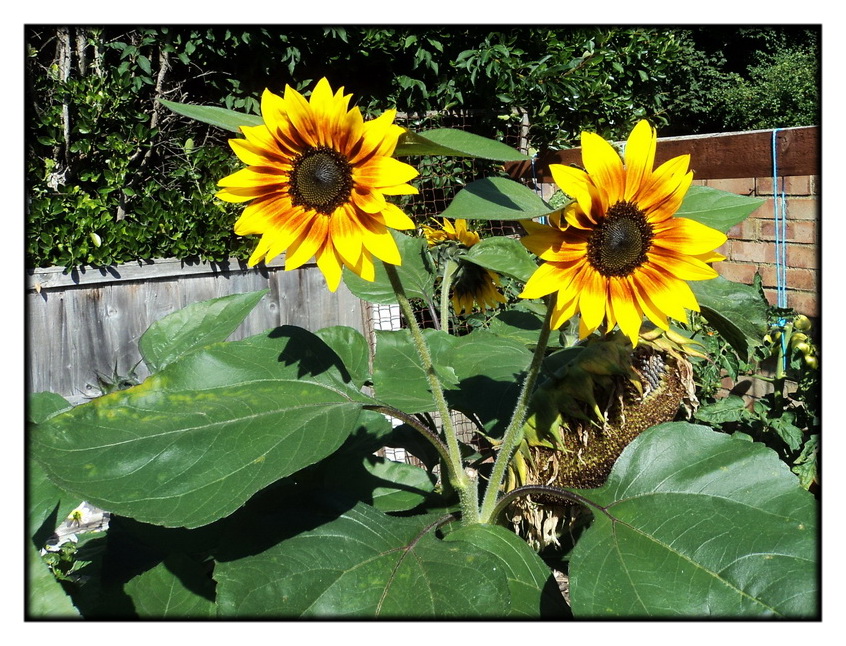 Russian Giant Sunflowers The Grapevine