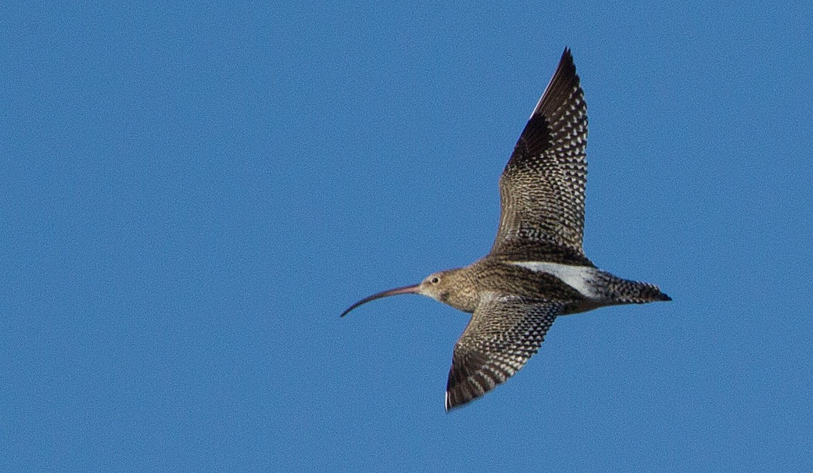 Click image for larger version

Name:	Flight of the Curlew.jpg
Views:	284
Size:	273.4 KB
ID:	2511458