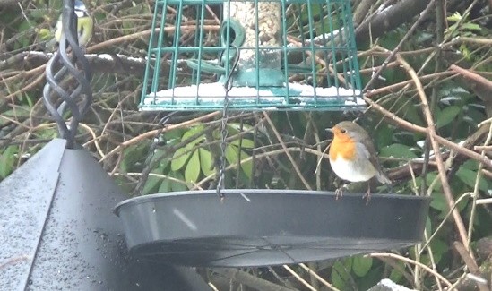 Click image for larger version

Name:	Robin and Blue tit at the feeder_20210209.jpg
Views:	128
Size:	68.0 KB
ID:	2520812