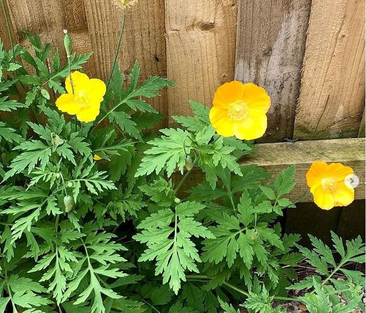 Click image for larger version

Name:	Welsh_poppy.JPG
Views:	155
Size:	234.3 KB
ID:	2533834