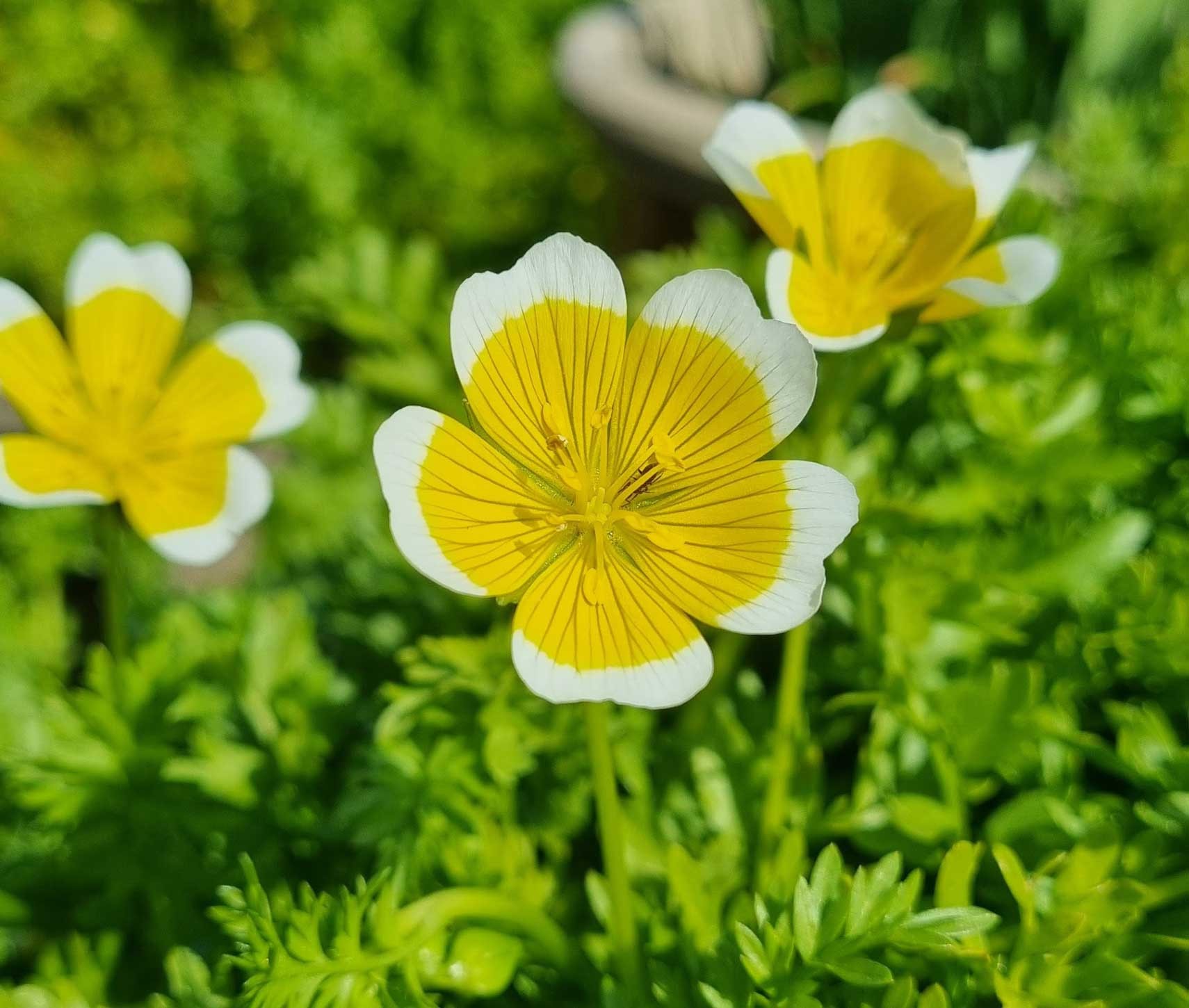 Click image for larger version

Name:	Poached-egg-plant.jpg
Views:	191
Size:	258.4 KB
ID:	2544786