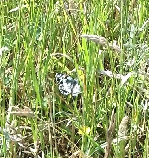 Click image for larger version

Name:	marbled white.jpg
Views:	162
Size:	158.8 KB
ID:	2547925