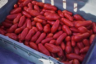 Click image for larger version

Name:	San Marzano toms.jpg
Views:	136
Size:	811.1 KB
ID:	2552376