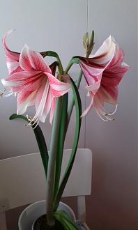 Click image for larger version

Name:	amaryllis 2024.jpg
Views:	128
Size:	422.3 KB
ID:	2574428