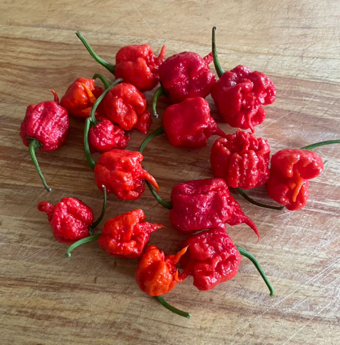 Click image for larger version  Name:	Carolina Reaper group.jpeg Views:	1 Size:	1.83 MB ID:	2584522