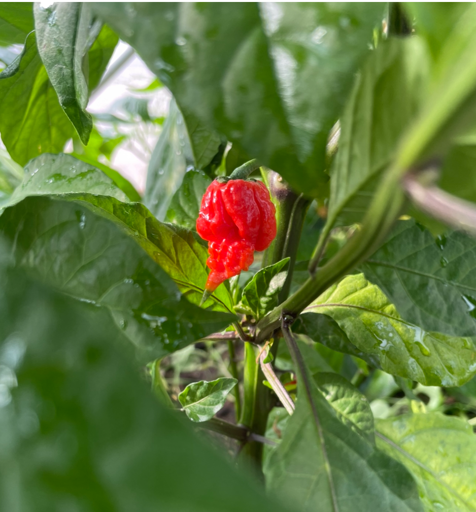 Click image for larger version

Name:	Carolina Reaper single on plant.jpeg
Views:	30
Size:	1.26 MB
ID:	2584524