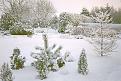 Click image for larger version

Name:	Garden in snow small.jpg
Views:	231
Size:	37.8 KB
ID:	2317654