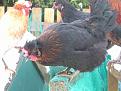 Click image for larger version

Name:	shetland hens sm.jpg
Views:	600
Size:	28.4 KB
ID:	2317695