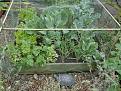 Click image for larger version

Name:	veg patch copy.jpg
Views:	323
Size:	79.2 KB
ID:	2317708