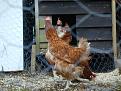 Click image for larger version

Name:	Kiran &amp;amp; the Chickens 003.jpg
Views:	228
Size:	57.5 KB
ID:	2317740