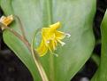 Click image for larger version

Name:	erythronium copy.jpg
Views:	237
Size:	24.1 KB
ID:	2317753