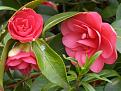 Click image for larger version

Name:	camellia copy.jpg
Views:	14712
Size:	42.0 KB
ID:	2317758