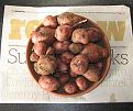 Click image for larger version

Name:	first_spuds.jpg
Views:	236
Size:	55.8 KB
ID:	2317861