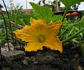 Click image for larger version

Name:	first_courgette_flower.jpg
Views:	397
Size:	39.9 KB
ID:	2317887