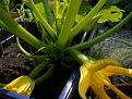 Click image for larger version

Name:	Courgette defender flowers.jpg
Views:	333
Size:	49.2 KB
ID:	2317901