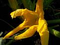 Click image for larger version

Name:	Courgette flower.jpg
Views:	323
Size:	29.6 KB
ID:	2317902