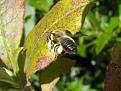 Click image for larger version

Name:	Leaf cutter bee 2.jpg
Views:	165
Size:	40.3 KB
ID:	2317922