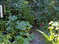 Click image for larger version

Name:	Courgette path.jpg
Views:	252
Size:	68.3 KB
ID:	2317932