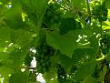 Click image for larger version

Name:	Grapes 18.07.06.jpg
Views:	273
Size:	42.3 KB
ID:	2317934