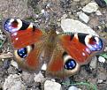 Click image for larger version

Name:	Peacock Butterfly.jpg
Views:	162
Size:	59.9 KB
ID:	2317977