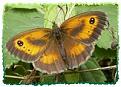 Click image for larger version

Name:	gatekeeper butterfly.jpg
Views:	132
Size:	14.8 KB
ID:	2317996