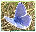 Click image for larger version

Name:	common blue butterfly.jpg
Views:	152
Size:	17.8 KB
ID:	2317997