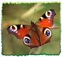 Click image for larger version

Name:	peacock butterfly.jpg
Views:	144
Size:	8.8 KB
ID:	2317998