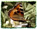 Click image for larger version

Name:	small tortoiseshell butterfly 1.jpg
Views:	138
Size:	16.4 KB
ID:	2318000