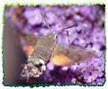 Click image for larger version

Name:	hummingbird_hawkmoth2.jpg
Views:	144
Size:	8.3 KB
ID:	2318001