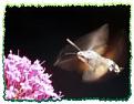 Click image for larger version

Name:	hummingbird_hawkmoth1.jpg
Views:	141
Size:	6.9 KB
ID:	2318002