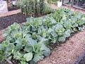 Click image for larger version

Name:	Allotment 18th Oct 06 016-400.jpg
Views:	451
Size:	29.2 KB
ID:	2318069