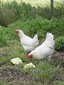 Click image for larger version

Name:	new chooks.JPG
Views:	654
Size:	95.2 KB
ID:	2318149