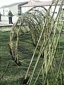 Click image for larger version

Name:	willow tunnel 3 compressed.JPG
Views:	129
Size:	46.5 KB
ID:	2318543