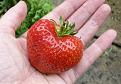 Click image for larger version

Name:	strawberry.jpg
Views:	177
Size:	76.5 KB
ID:	2373629