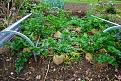 Click image for larger version

Name:	Allotment_18Oct15 (2)_kl.jpg
Views:	274
Size:	475.7 KB
ID:	2375196