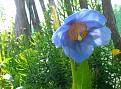 Click image for larger version

Name:	meconopsis.jpg
Views:	141
Size:	547.7 KB
ID:	2375221