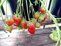 Click image for larger version

Name:	Strawberries 18-2.jpg
Views:	193
Size:	161.4 KB
ID:	2378203