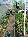 Click image for larger version

Name:	Polytunnel_18518.jpg
Views:	225
Size:	240.6 KB
ID:	2378332