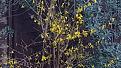 Click image for larger version

Name:	forsythia.jpg
Views:	148
Size:	62.1 KB
ID:	2382686