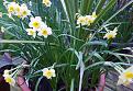 Click image for larger version

Name:	dwarf daffs.jpg
Views:	170
Size:	70.2 KB
ID:	2382819