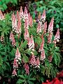 Click image for larger version

Name:	Tiarella-Pink.jpg
Views:	118
Size:	113.1 KB
ID:	2383026