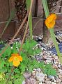 Click image for larger version

Name:	welsh poppy.jpg
Views:	144
Size:	78.3 KB
ID:	2383277