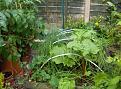 Click image for larger version

Name:	Veg patch copy.jpg
Views:	509
Size:	65.1 KB
ID:	2387887