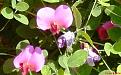 Click image for larger version

Name:	Everlasting sweetpea.jpg
Views:	410
Size:	40.6 KB
ID:	2387900